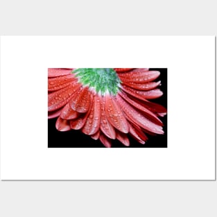 Red Gerbera Flower Posters and Art